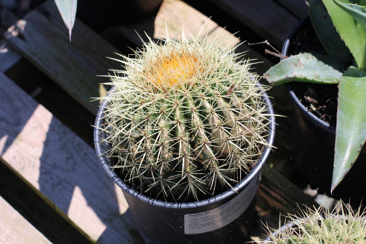 Products Frantz Garden Center